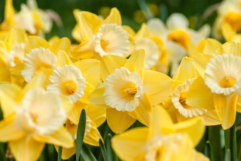 photo-by-yoksel-on-unsplash-daffodils